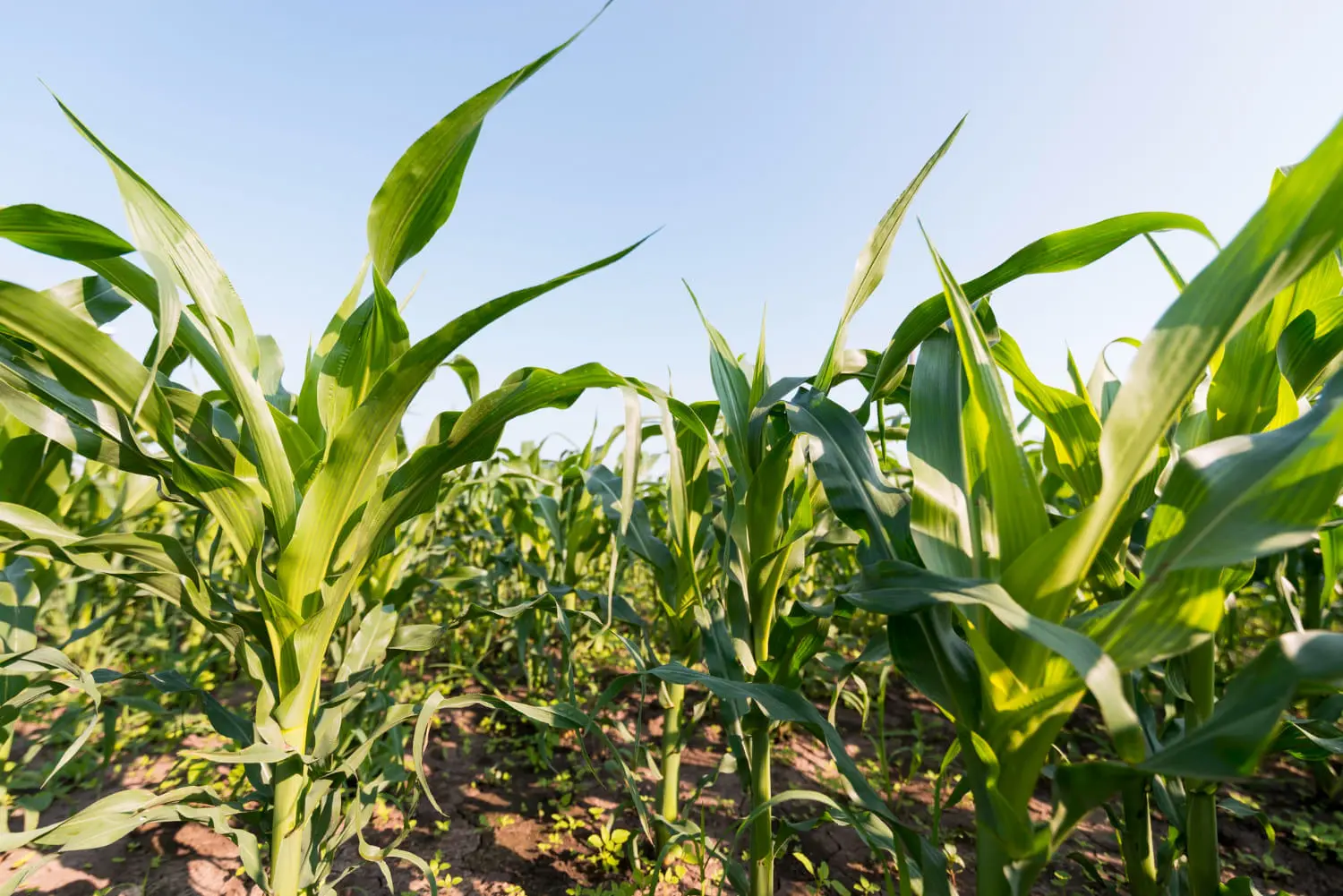 Maize-to-Starch Project